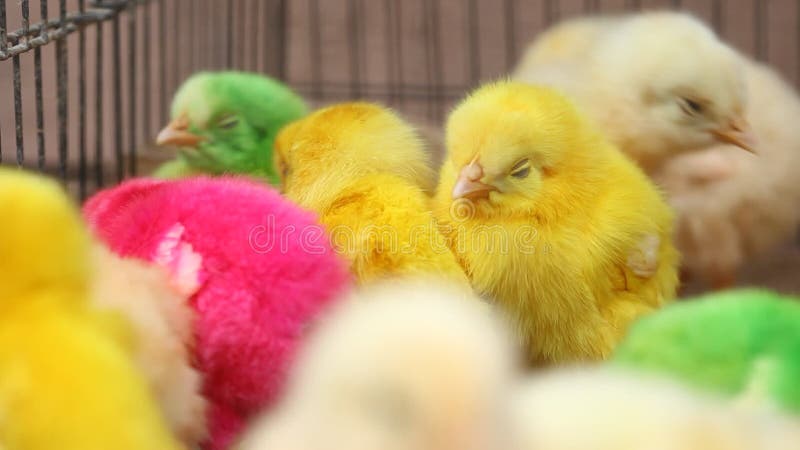 Encantadoras y coloridas chicas pintadas de colores vivos almacen de metraje de vídeo