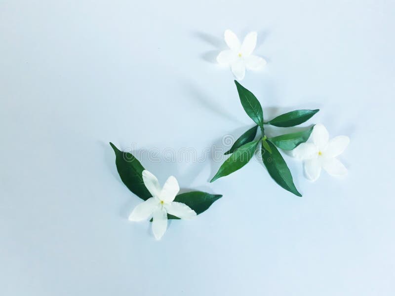 Encanto de la flor blanca imágenes de archivo libres de regalías Encanto de la flor blanca imágenes de archivo libres de regalías