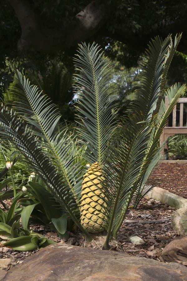 Encephalartos cerinus or Waxen Cycad with cone in garden