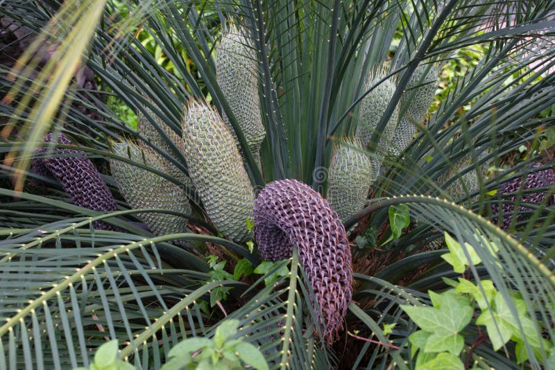 Encephalartos laurentianus shrub. Subtropical cycad evergreen palm like plant with red cones. Cycas.