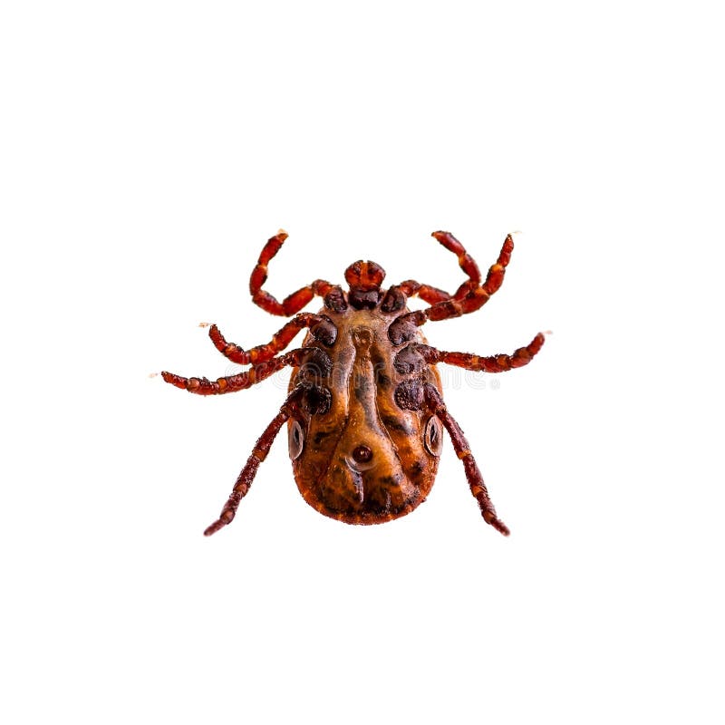 Lyme Borreliosis From A Tick Bite Stock Photo Image Of Area Tick