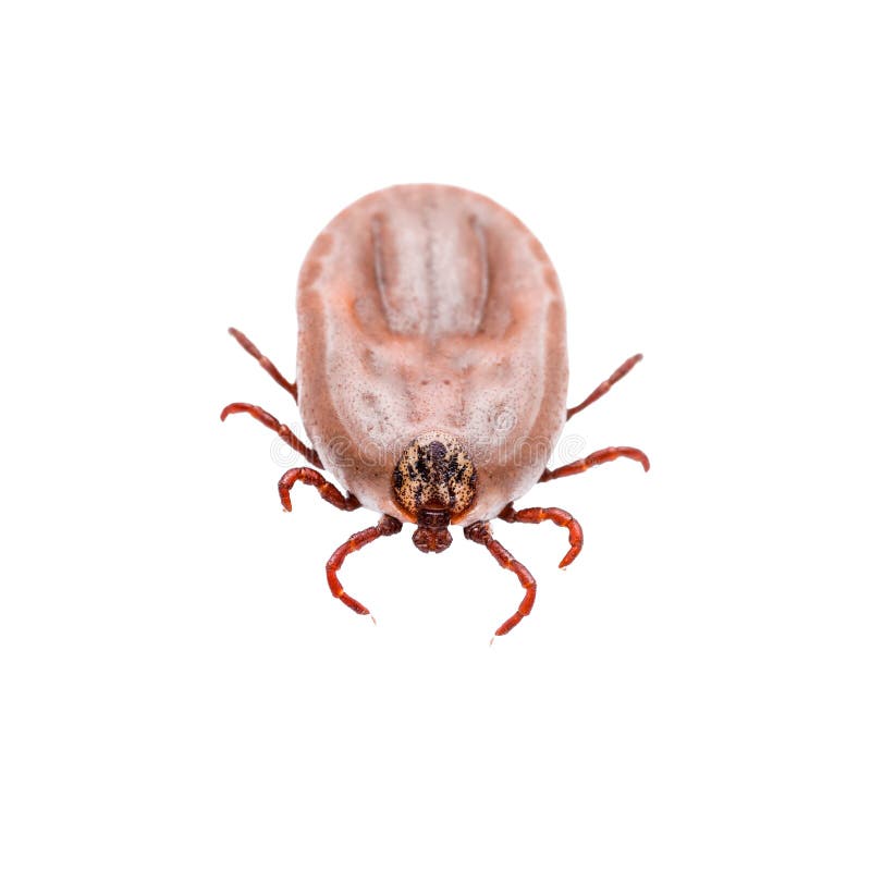 Encephalitis Virus or Lyme Disease Infected Tick Arachnid Insect Isolated on White Macro