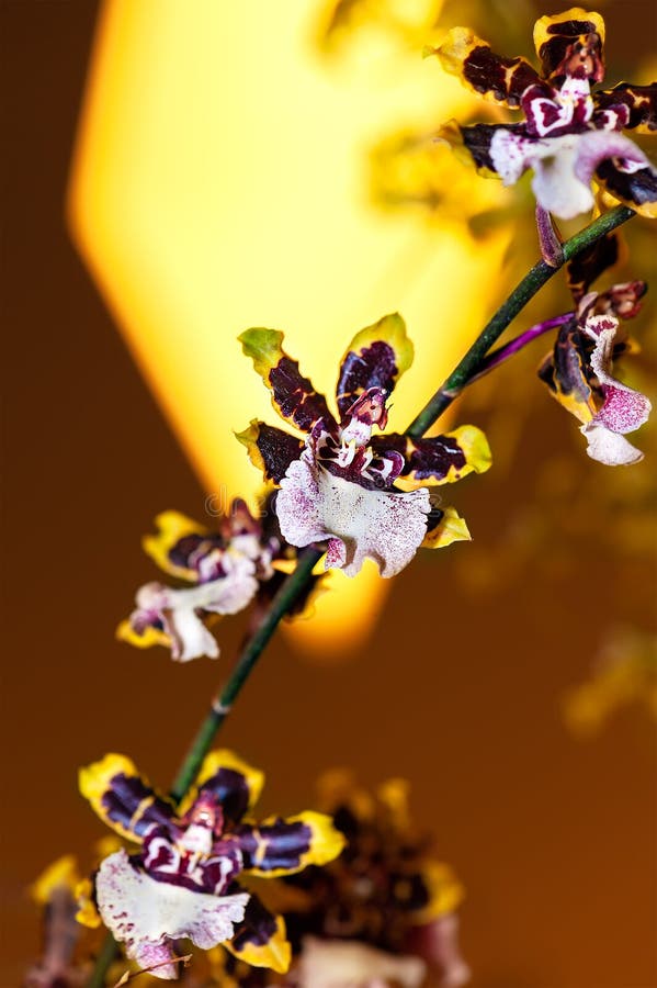 Â€ ESTRANHO Da ORQUÍDEA “a Orquídea Da Bailarina Foto de Stock - Imagem de  vermelho, pétalas: 99526580