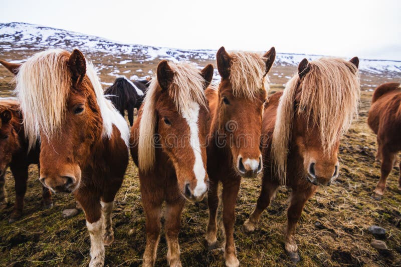 Cavalo Sorrindo Em Campos Islandeses Foto de Stock - Imagem de