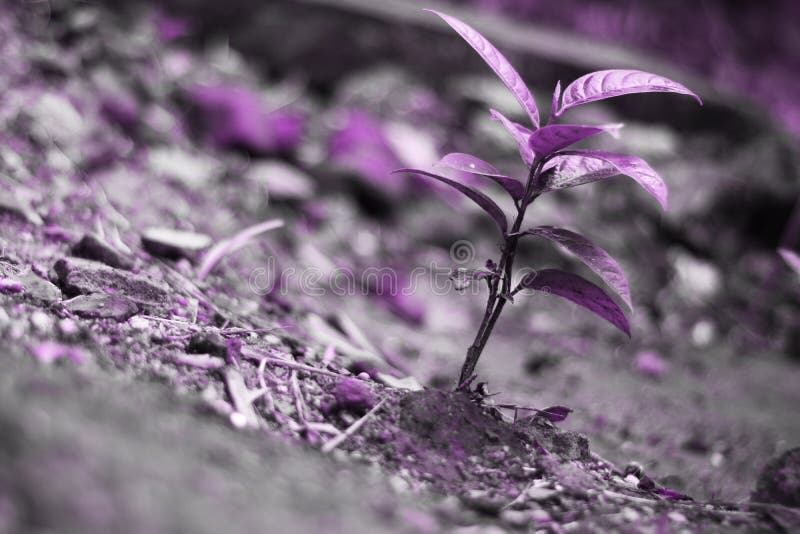 Orquídea de terra roxa foto de stock. Imagem de crescimento - 168533714