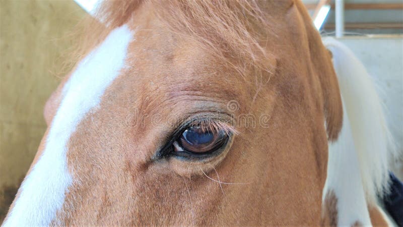 Cavalos – OLHAR +