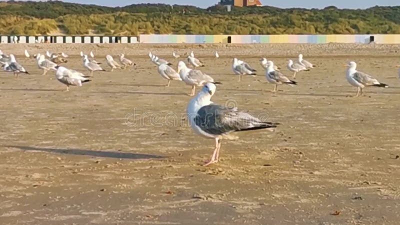 Encerramento de uma gaivota que prende suas penas, rebanho de gaivotas junto na praia, espécie de aves comuns e invasoras da Euro