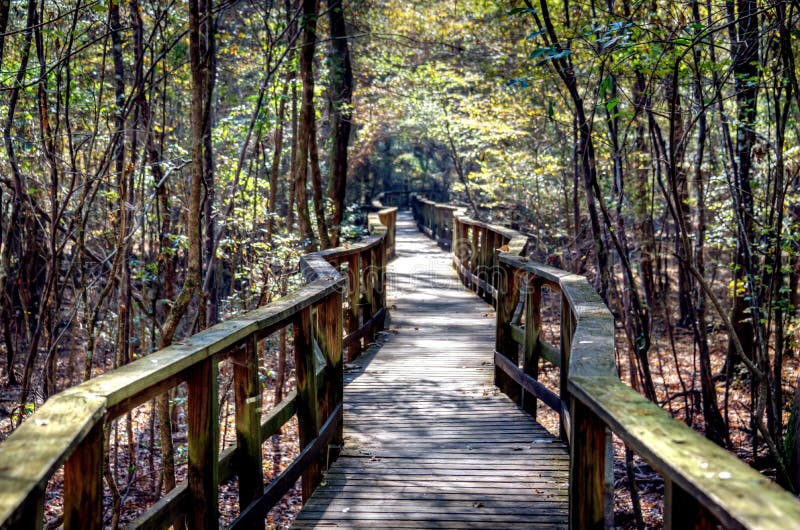 Enchanted Forest Boardwalk