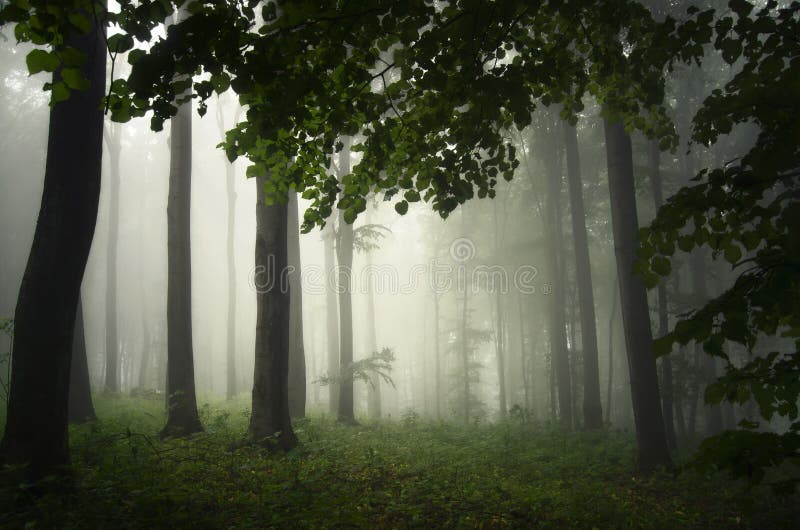 Enchanted forest with fog