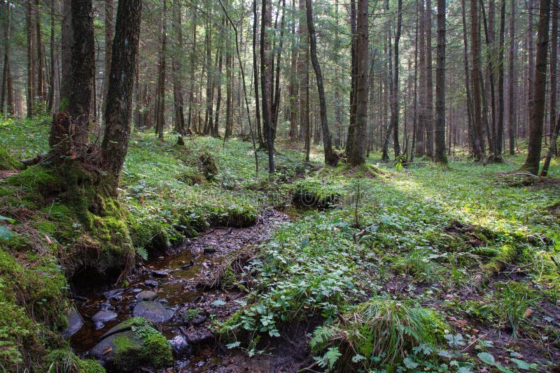 Enchanted forest in the German Alps with a stream, moss landscape and sun rays stock images