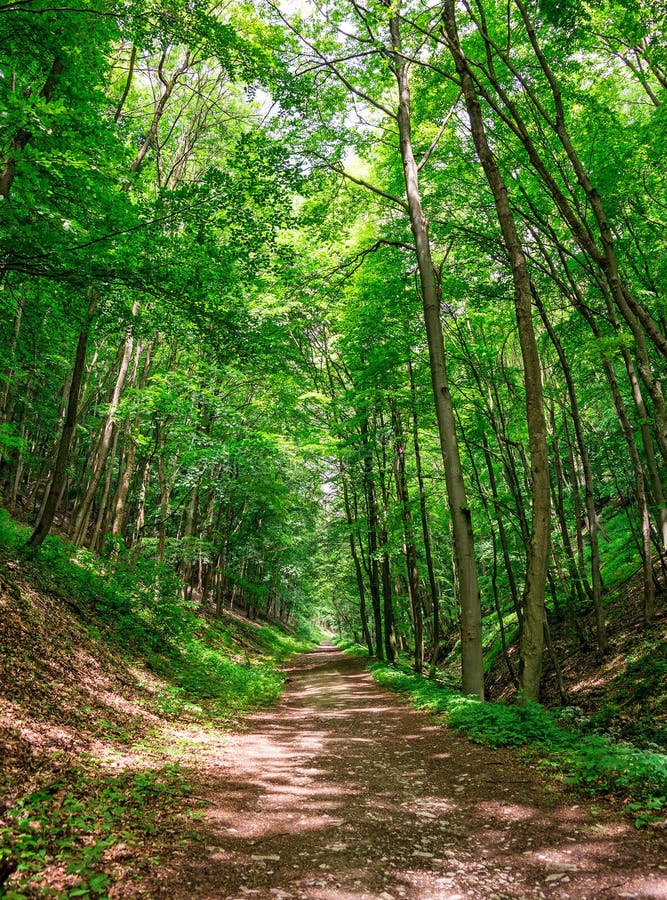 Enchanted forest path