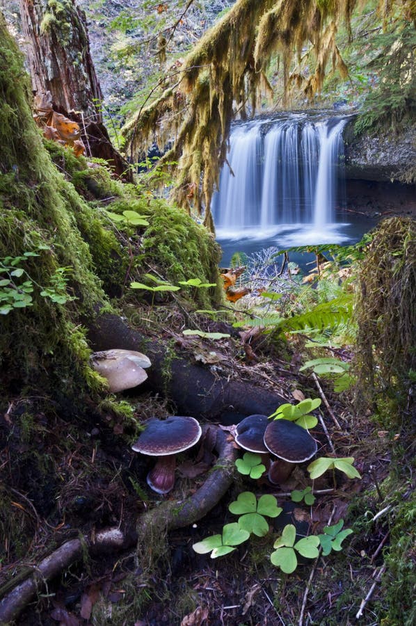 Enchanted Forest With Waterfall Stock Image - Image of earth, tale