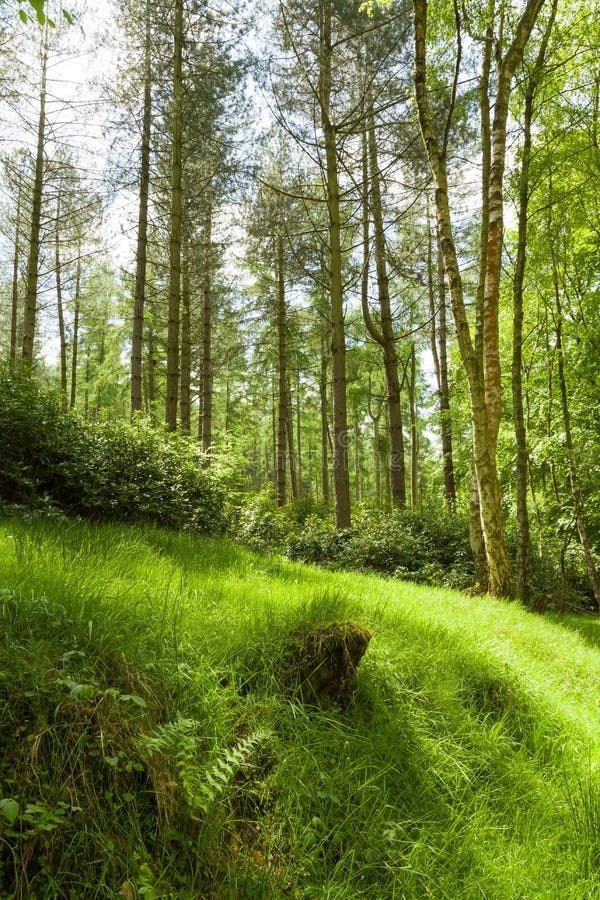 Enchanted woodland, forest floor UK. Enchanted woodland, forest floor in a glade with sunlight. Chilterns, UK stock images Enchanted woodland, forest floor UK. Enchanted woodland, forest floor in a glade with sunlight. Chilterns, UK stock images