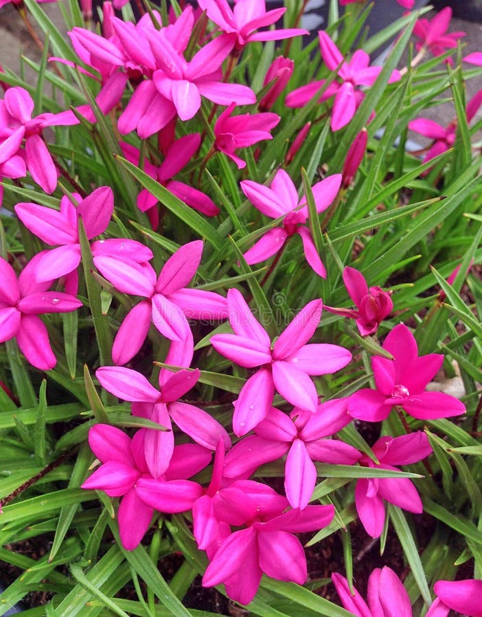 Enchanting bright pink rhodohypoxis baurii flowers