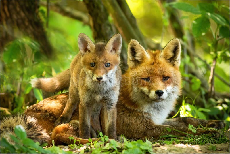 Enchanting red fox family resting in green summer forest near den