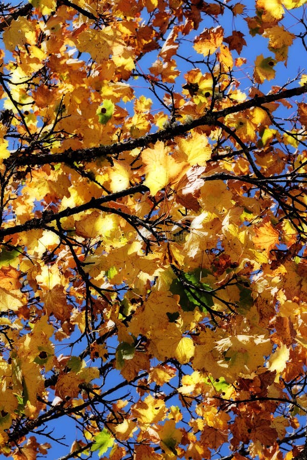 Autumn Colors Turning Leaves Yellow Foliage And Trees Background Stock