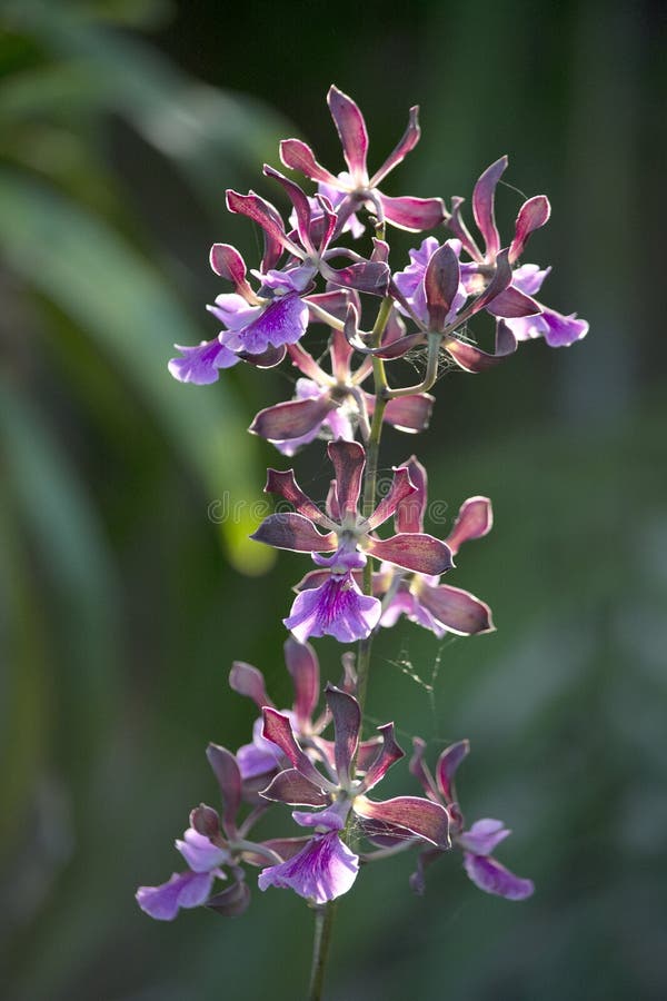 Encyclia orchid with lavender, mauve, and purple flowers that are fragrant. royalty free stock photo Encyclia orchid with lavender, mauve, and purple flowers that are fragrant. royalty free stock photo