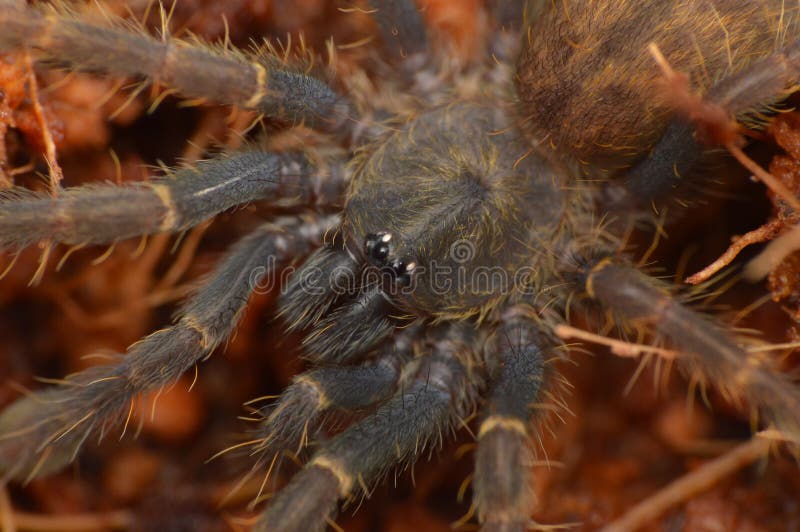 Encyocratella Olivacea Sling Stock Image - Image of animal, olivacea
