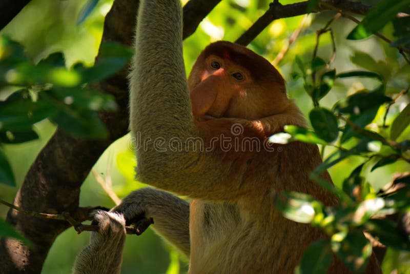 Endemico A Ilha De Borneu Foto De Stock Imagem De Borneu