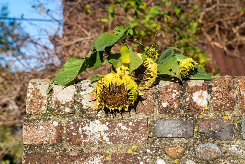 Sunflower Seedlings Falling Over