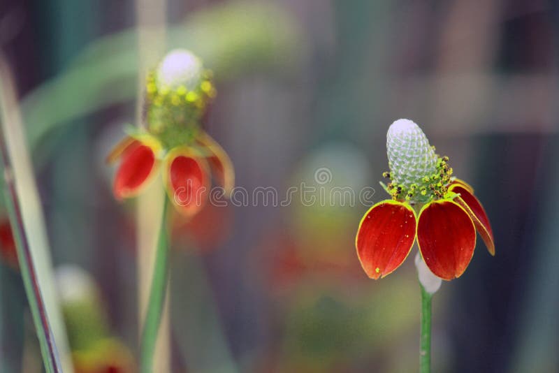 Losing Petals Stock Photos Free & RoyaltyFree Stock Photos from