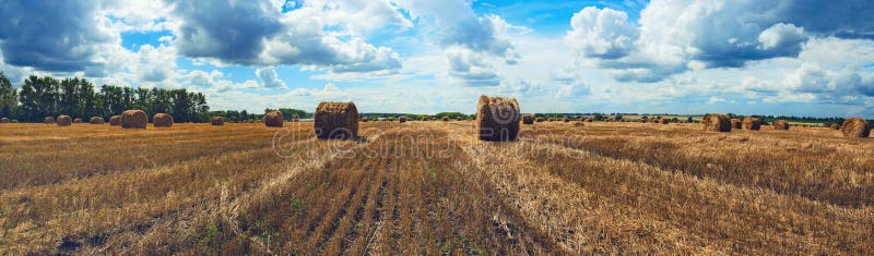 Panorama of straw bales in empty field after harvesting time on a background of dark dramatic clouds in overcast sky.