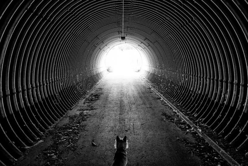 See Light End Tunnel Stock Photos Download 73 Royalty Free Photos