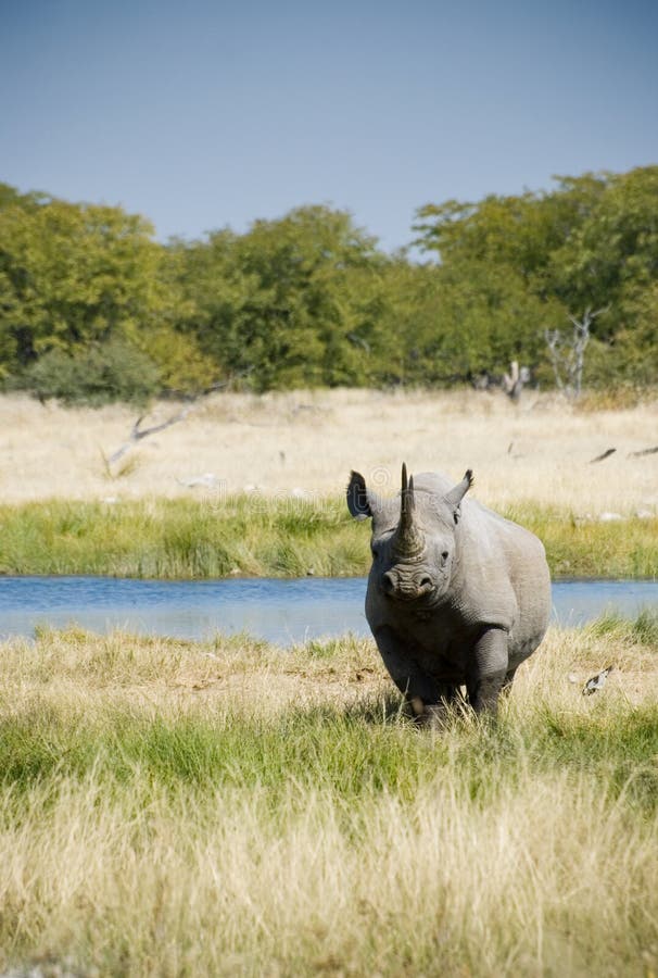 Endangered African Black Rhino