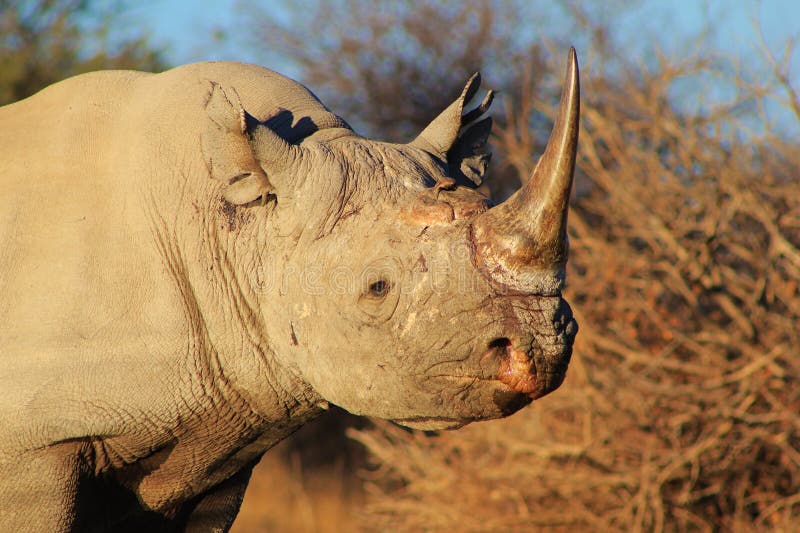 Endangered African Black Rhino Stock Image - Image of leather, precious