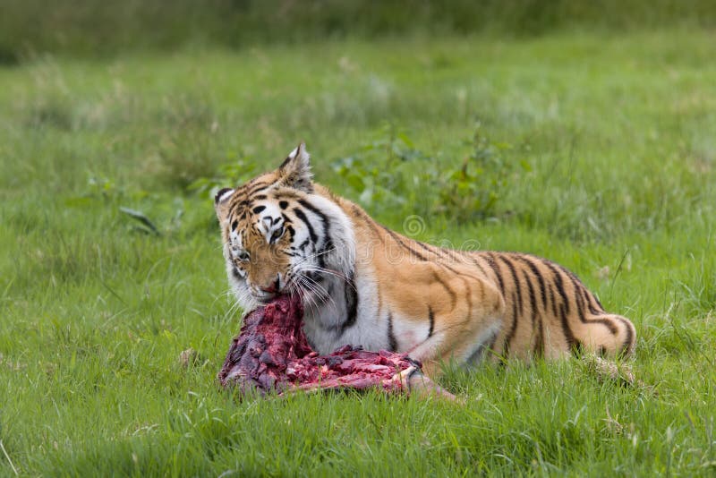 Amur tiger with prey