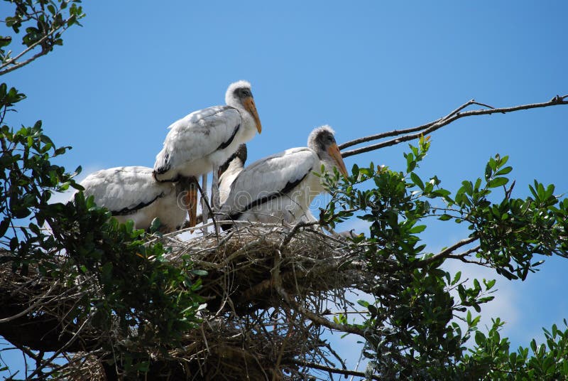 Endangered Baby Wood Storks