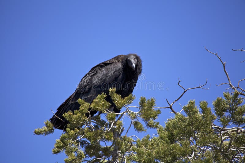 Endangered California Condor stock image Endangered California Condor stock image