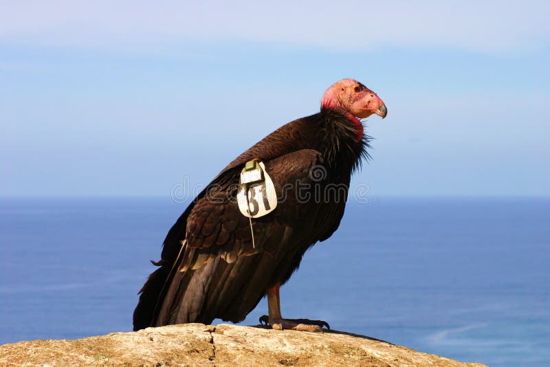 The Endangered California Condor stock images The Endangered California Condor stock images