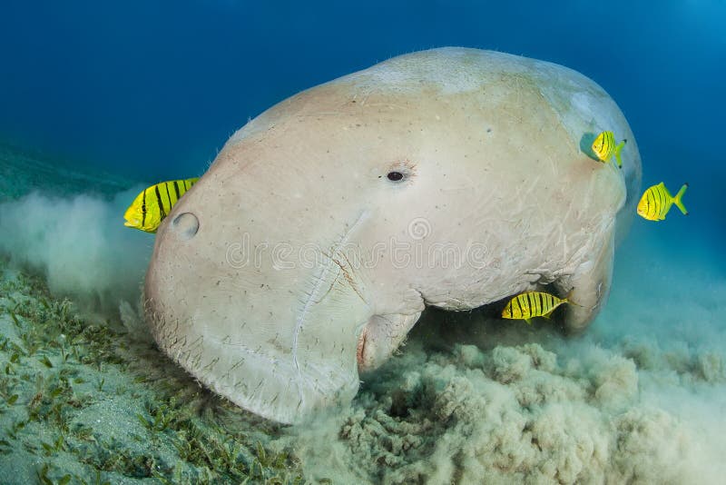 https://thumbs.dreamstime.com/b/endangered-dugong-surrounded-yellow-pilot-fish-red-sea-egypt-dugong-surrounded-yellow-pilot-fish-129633316.jpg