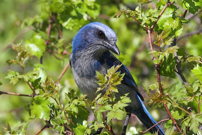 Endangered Florida Scrub-Jay. (Aphelocoma coerulescens) perched on a branch royalty free stock photos