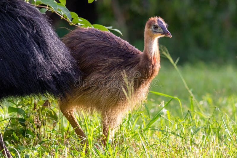Endangered juvenile Southern Cassowary (Casuarius casuarius johnsonii royalty free stock image