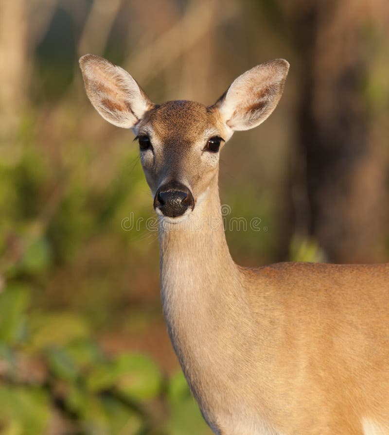 Endangered Key Deer