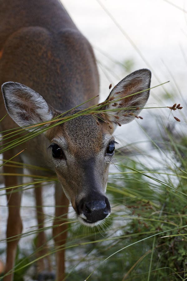 Endangered Key Deer eating grass