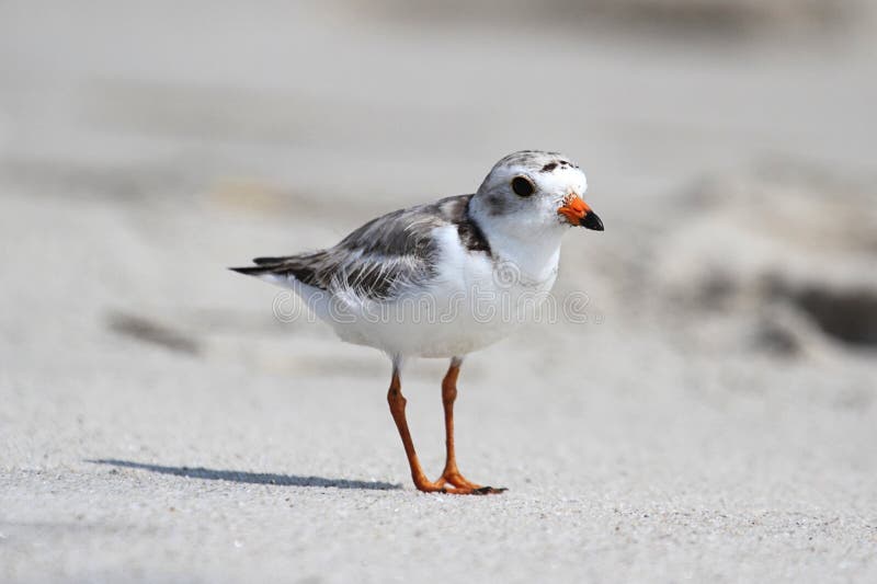 Endangered Piping Plover (Charadrius melodus)