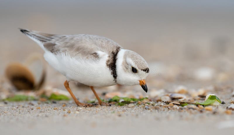 Endangered Piping Plover in New Jersey Eating on a beach