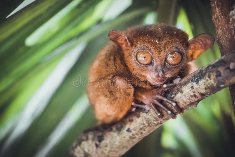 Tarsier in Bohol Tarsier sanctuary, Philippines stock images Tarsier in Bohol Tarsier sanctuary, Philippines stock images
