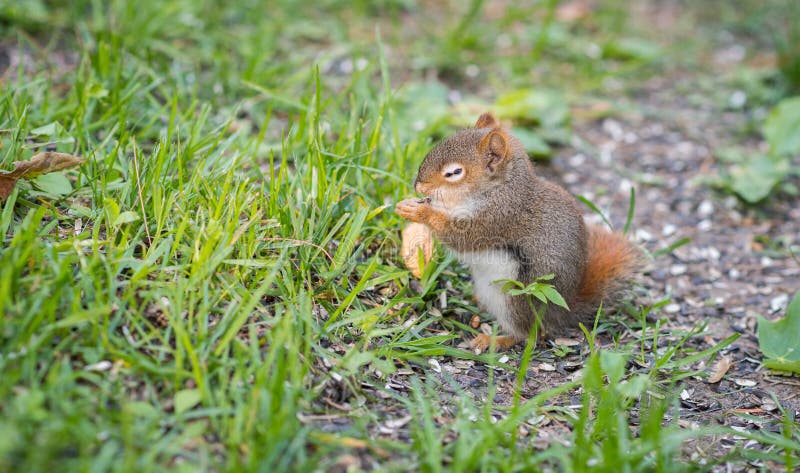 Endearing baby red squirrel with one eye still just opening, sits and eats sunflower seeds on the ground. stock photo Endearing baby red squirrel with one eye still just opening, sits and eats sunflower seeds on the ground. stock photo
