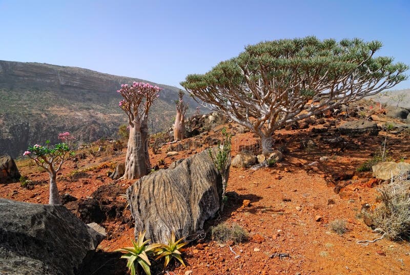 Endemic Plants on the Socotra Island Stock Photo Image of bush