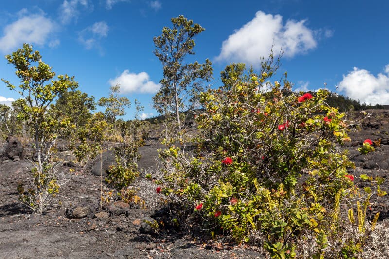 Endemic Tree Metrosideros Polymorpha on Hawaii Stock Image Image of volcanic, flower 149196913