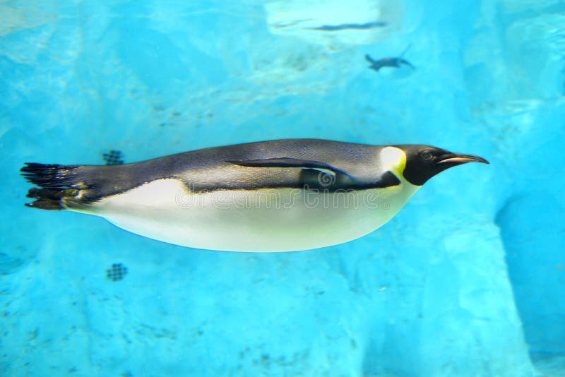 A emperor penguin was swimming underwater in Zhuhai Changlong ocean Kingdom, Guangdong, China. A emperor penguin was swimming underwater in Zhuhai Changlong ocean Kingdom, Guangdong, China.