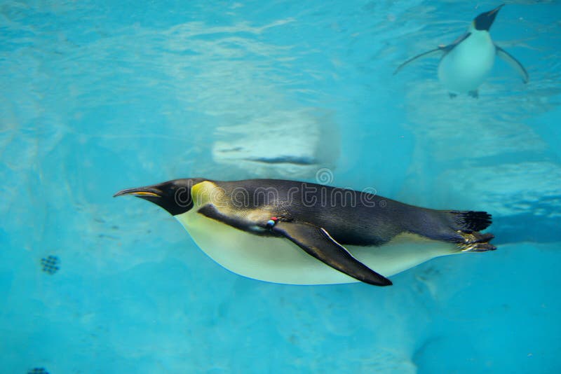 A emperor penguin was swimming underwater in Zhuhai Changlong ocean Kingdom, Guangdong, China. A emperor penguin was swimming underwater in Zhuhai Changlong ocean Kingdom, Guangdong, China.