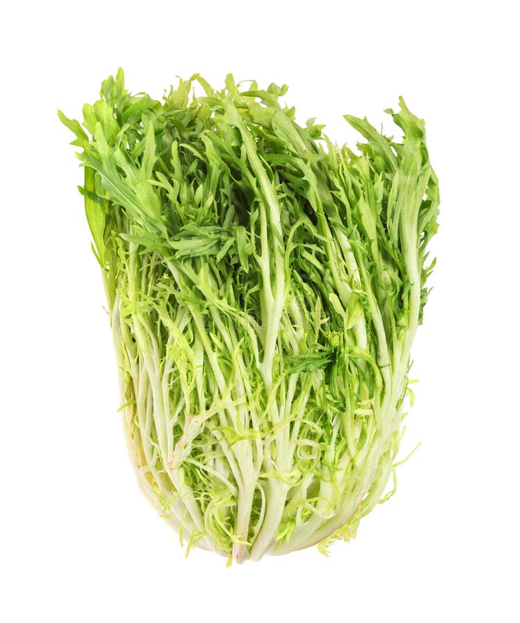 Endive De Bebe Photo Stock Image Du Antioxydant Verts