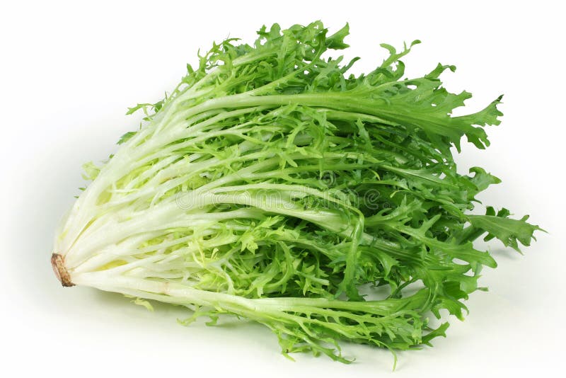 6 816 Endive Photos Free Royalty Free Stock Photos From Dreamstime