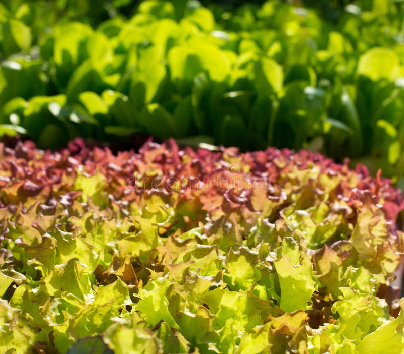 Rows of Fresh Lettuce on a Field Stock Photo Image of cultivation