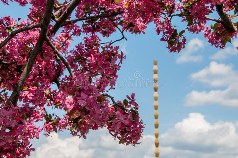 Endless Column monument and pink tree bloom